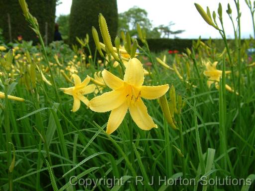 Daylily Hfulva 1 